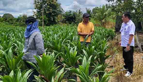 Pastikan Mutu Benih Sesuai Standar, Disbun Kalteng Lakukan Monitoring dan Sertifikasi Benih Kelapa Sawit