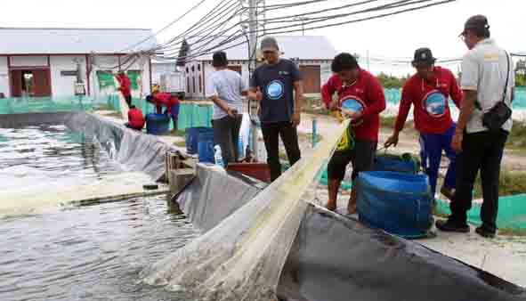 Gubernur Pacu Shrimp Estate Sebagai Salah Satu Penghasil PAD di Kalteng