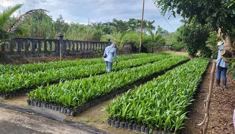 Tingkatkan Ketersediaan Benih Unggul dan Bermutu, UPT BP3B Lakukan Sertifikasi Benih Kelapa Sawit