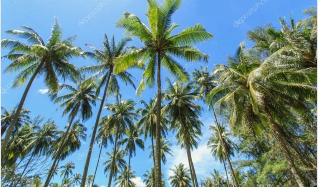 IMG-20250415-WA0018
