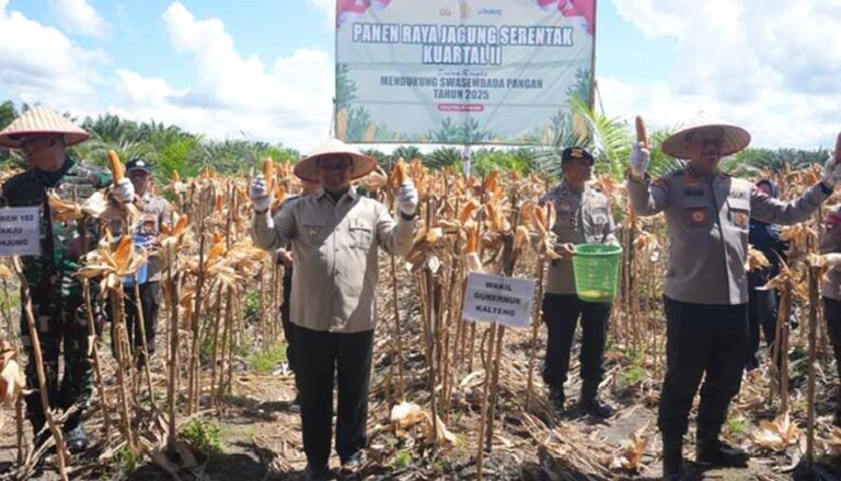 Wagub Kalteng Hadiri Panen Raya Jagung Serentak Kuartal II Tahun 2025