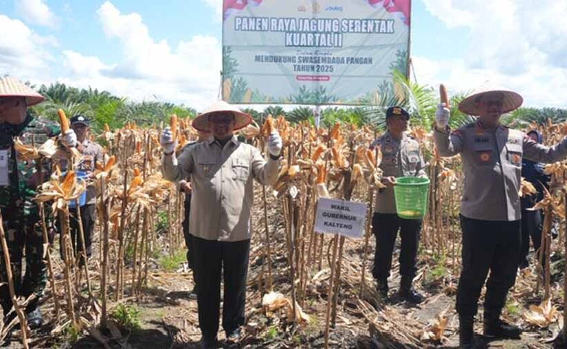 Wagub Kalteng Hadiri Panen Raya Jagung Serentak Kuartal II Tahun 2025